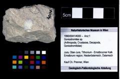 Foto (Objekt + Etikett) von Goniodromites sp.  (NHMW-GEO-1990-0041-4000)